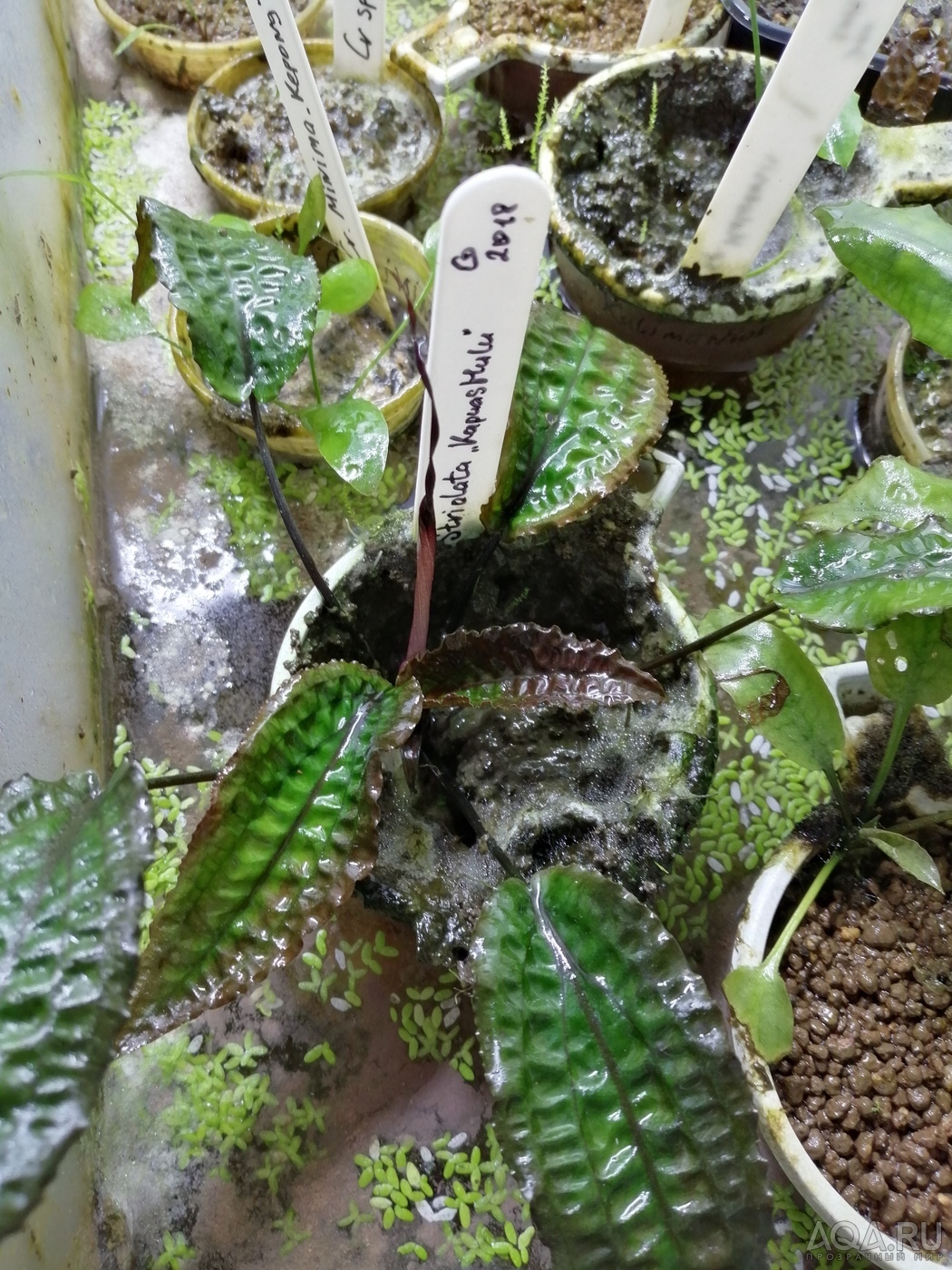 Cryptocoryne striolata (Криптокорина стриолата)