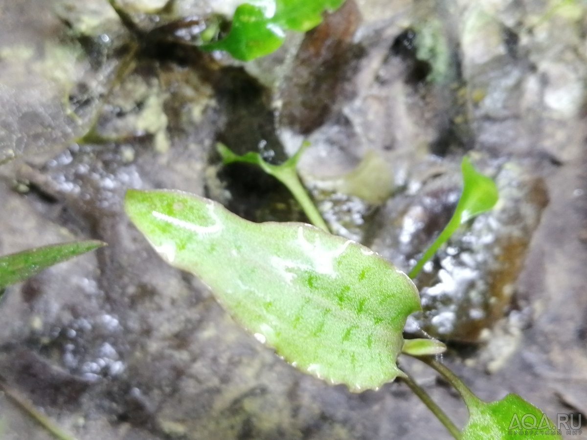 Cryptocoryne thwaitesii "1996"