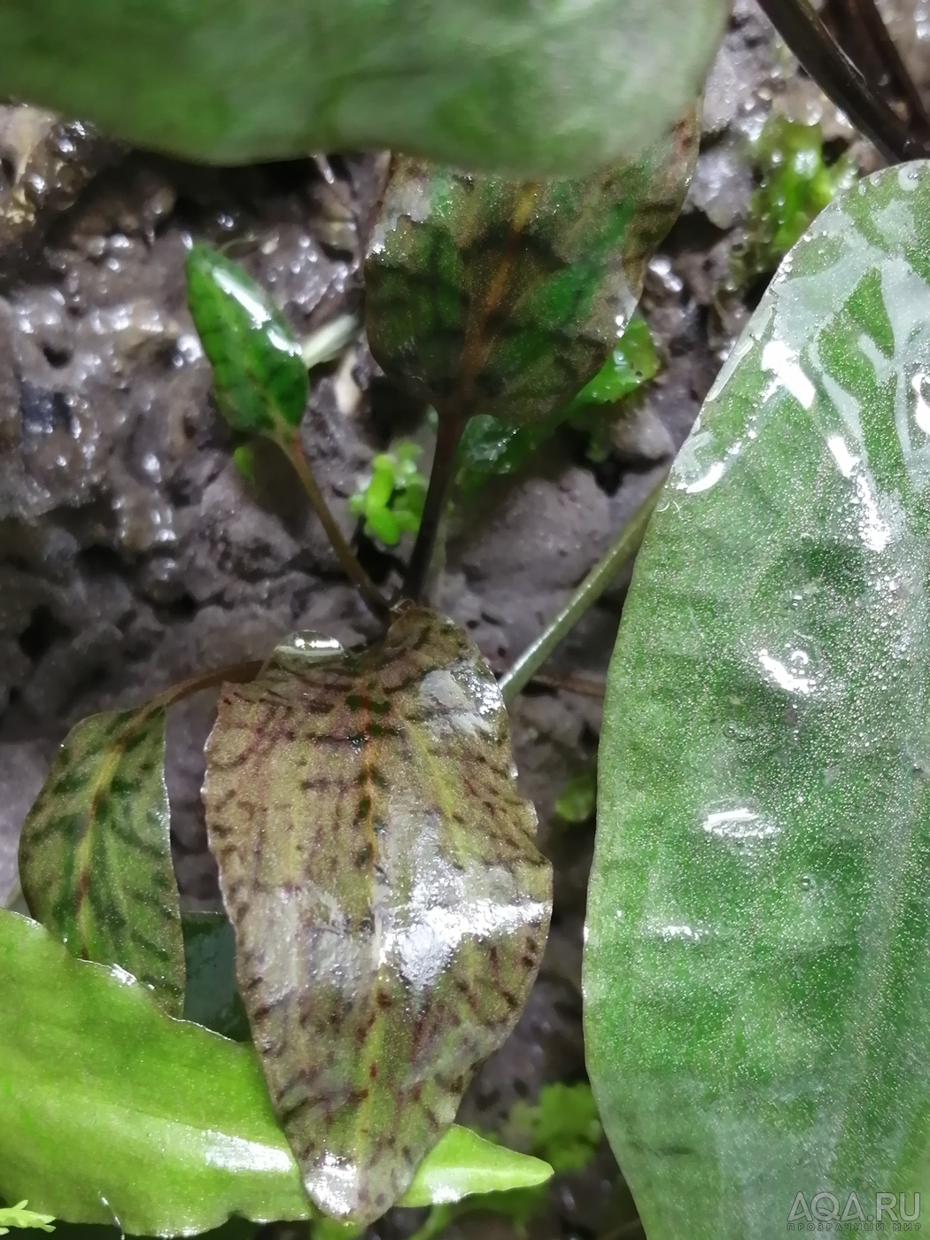 Cryptocoryne schulzei de Wit