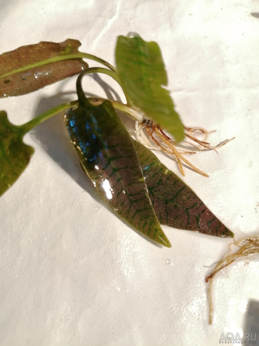 Cryptocoryne Ferruginea