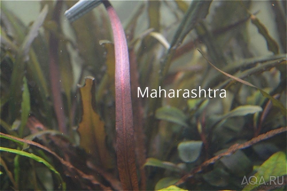 Cryptocoryne sp. 'Maharashtra Red'  и Cryptocoryne Spiralis “Tiger”.