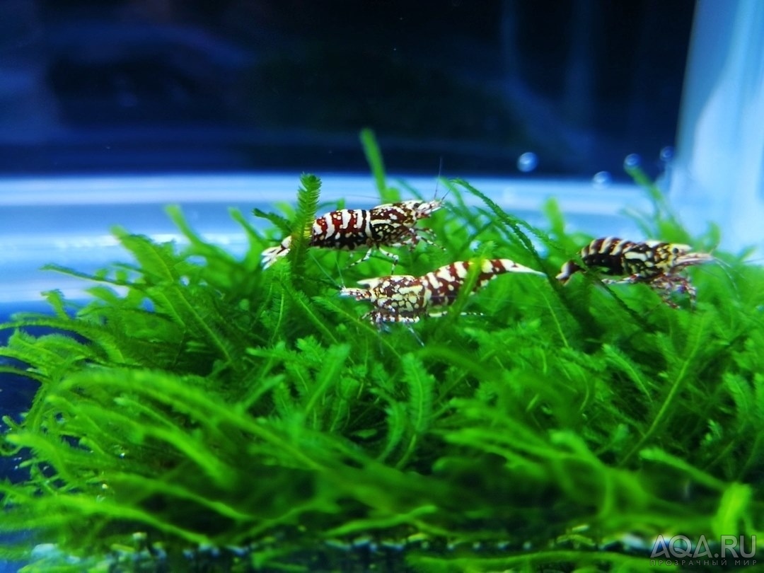 Креветки Pinto Spotted, Zebra, King Kong, Ruby Red, Red Wine, Голец Панда (Panda  Loach), спец. корм