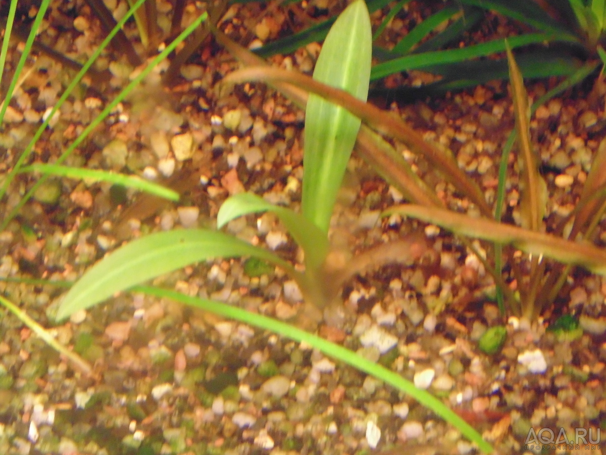 Орхидея Spiranthes odorata