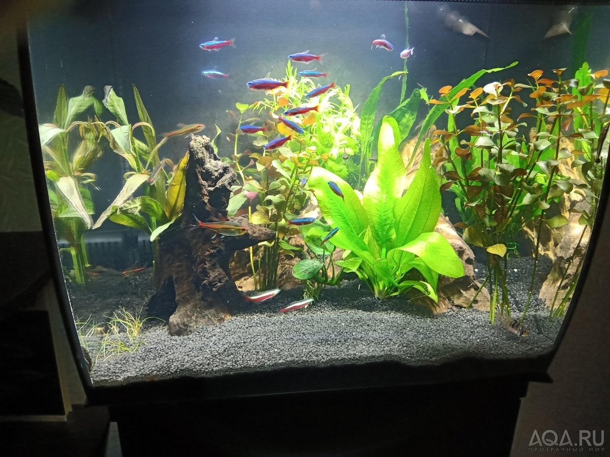 HAGEN FLUVAL Flex 34 ... возвращение к малым объемам