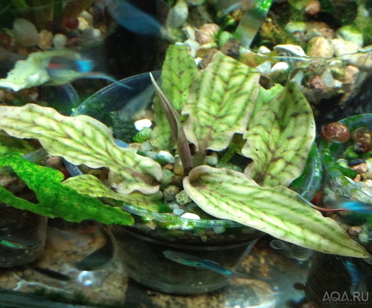 Cryptocoryne regina (sp. Silver Queen) - под водой