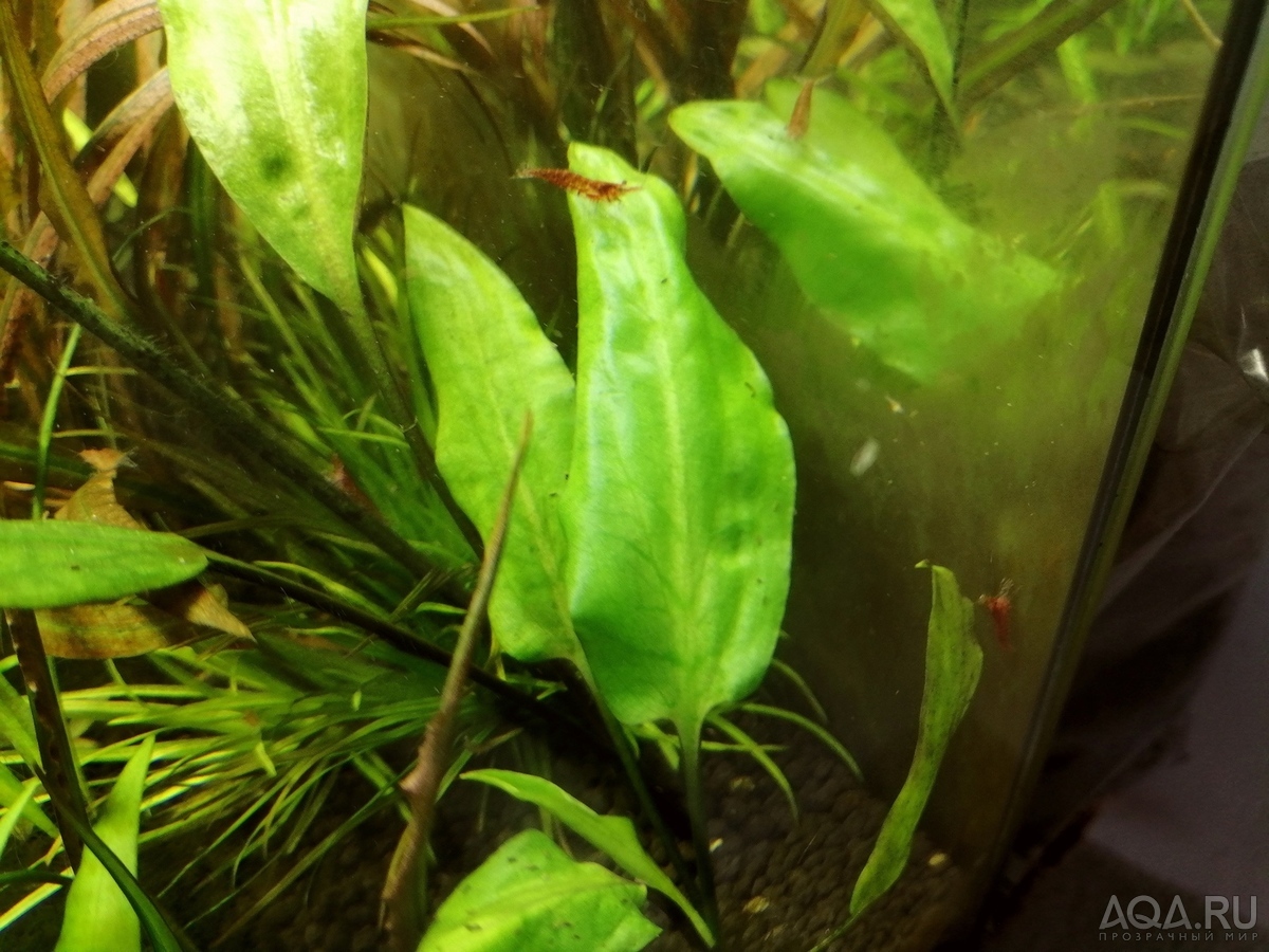 Cryptocoryne moehlmannii