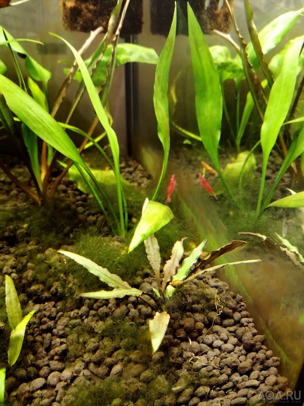 Вариации на тему cryptocoryne spiralis