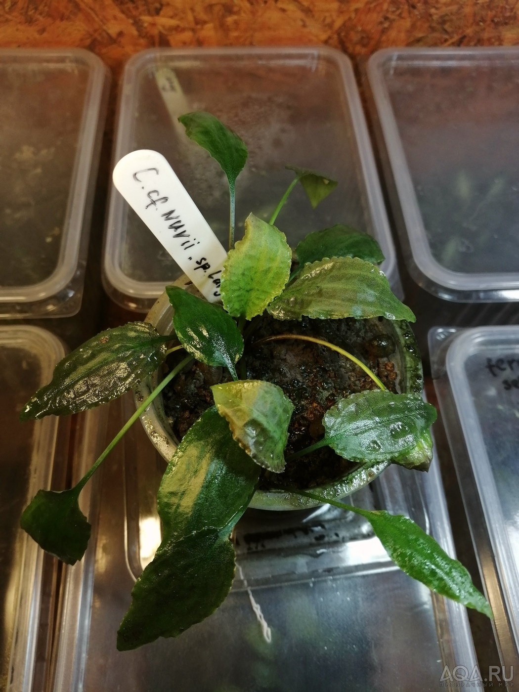 Cryptocoryne nurii