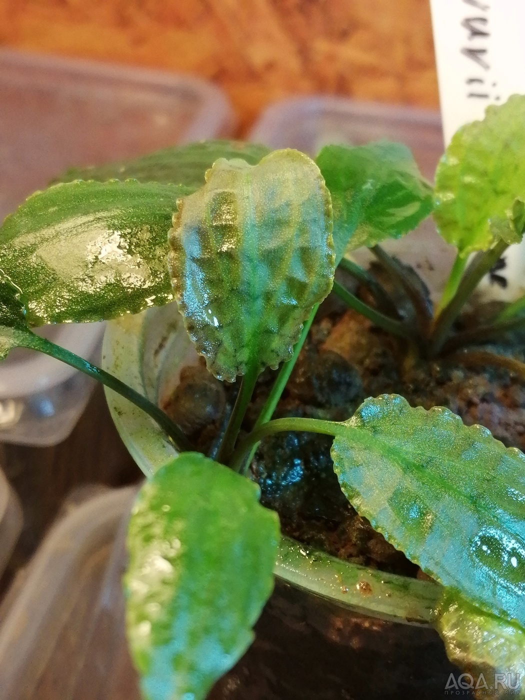 Cryptocoryne nurii