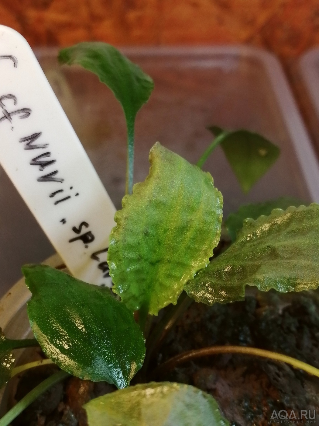 Cryptocoryne nurii