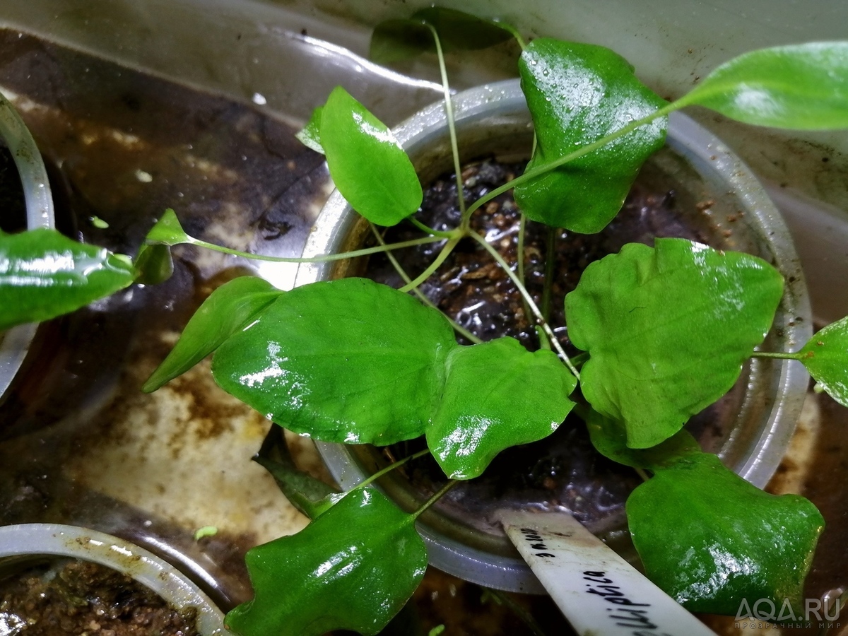 Cryptocoryne Elliptica