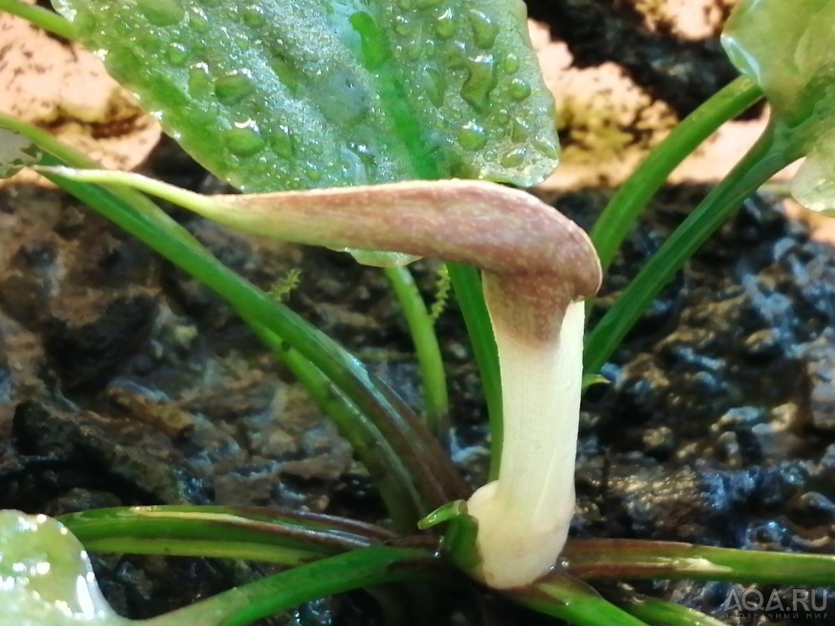 Cryptocoryne nurii