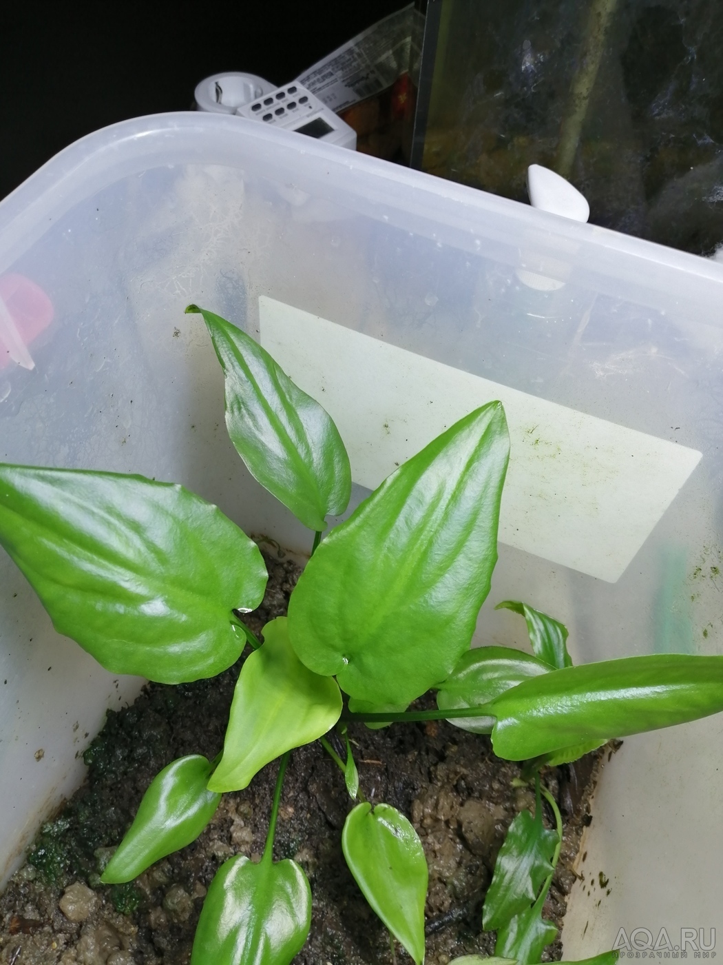 Cryptocoryne wongsoi