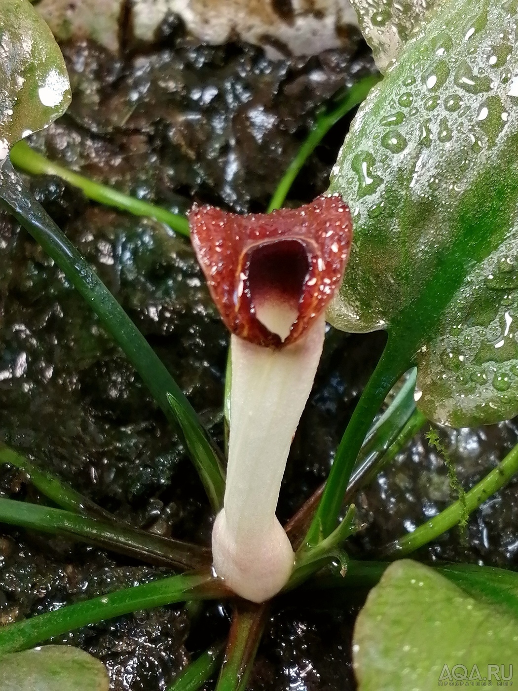 Cryptocoryne nurii