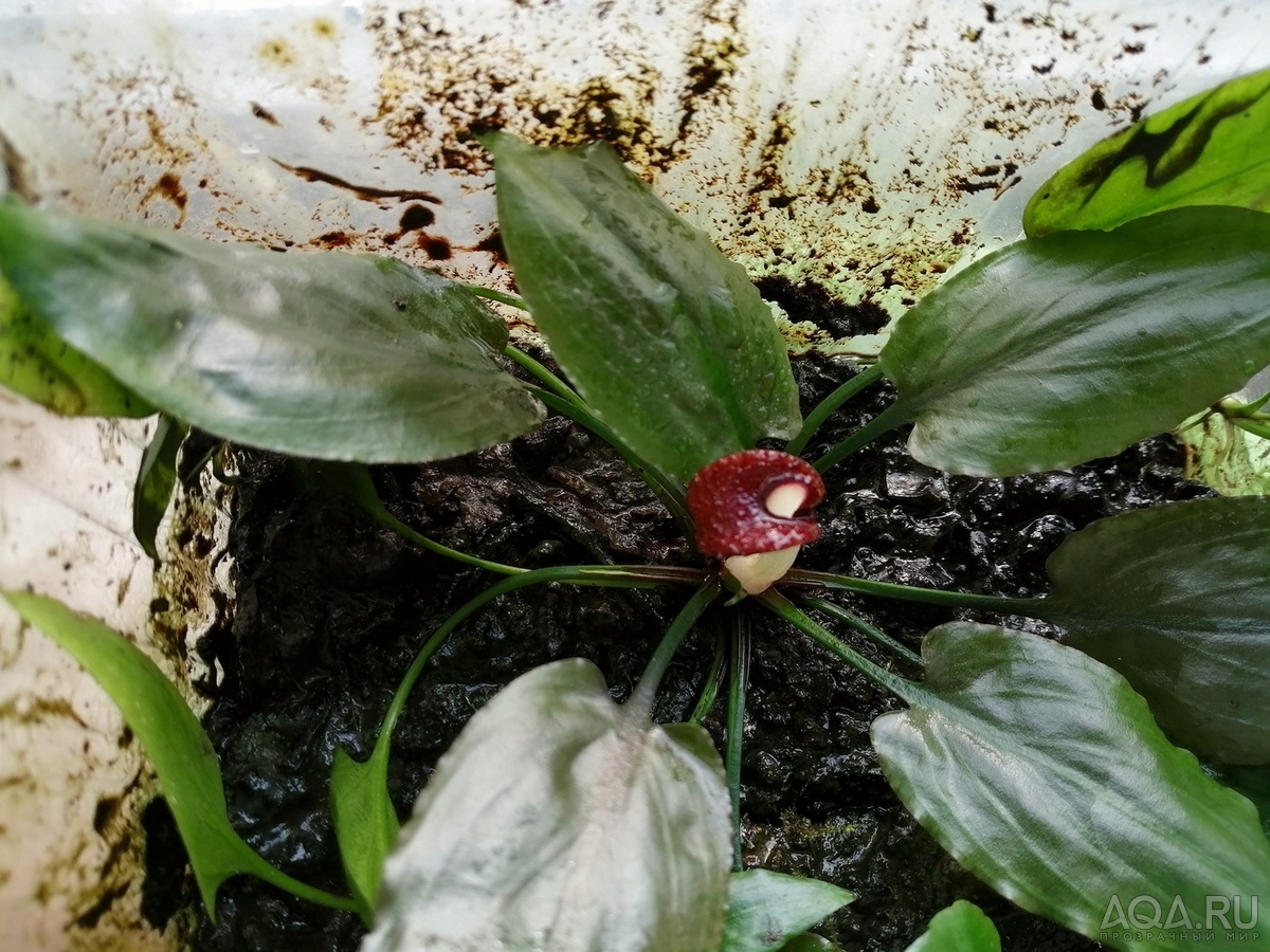 Cryptocoryne nurii