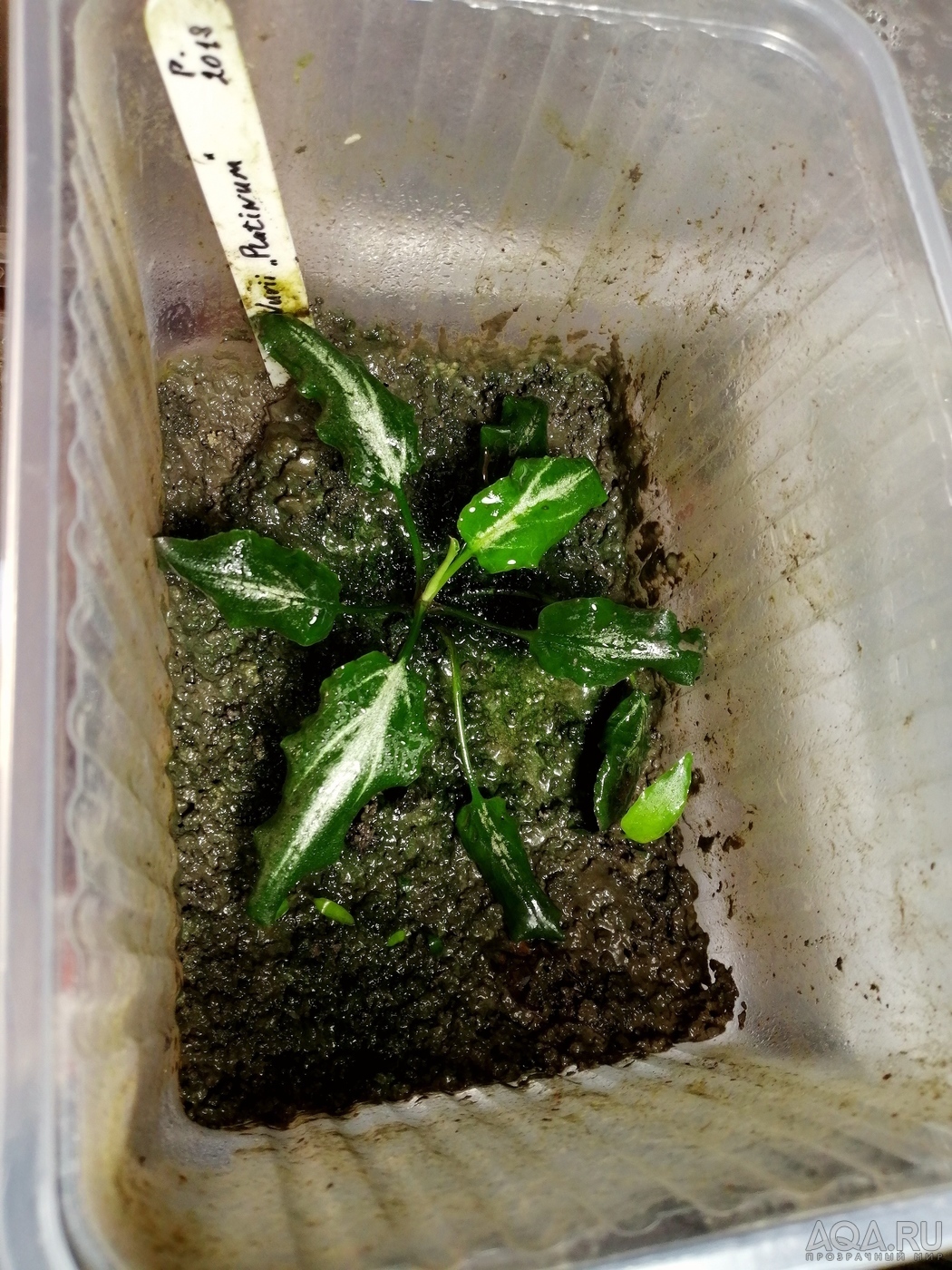 Cryptocoryne nurii