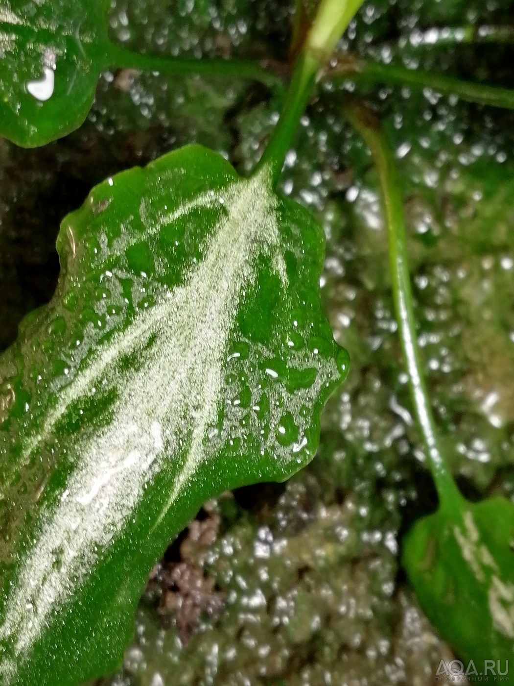 Cryptocoryne nurii