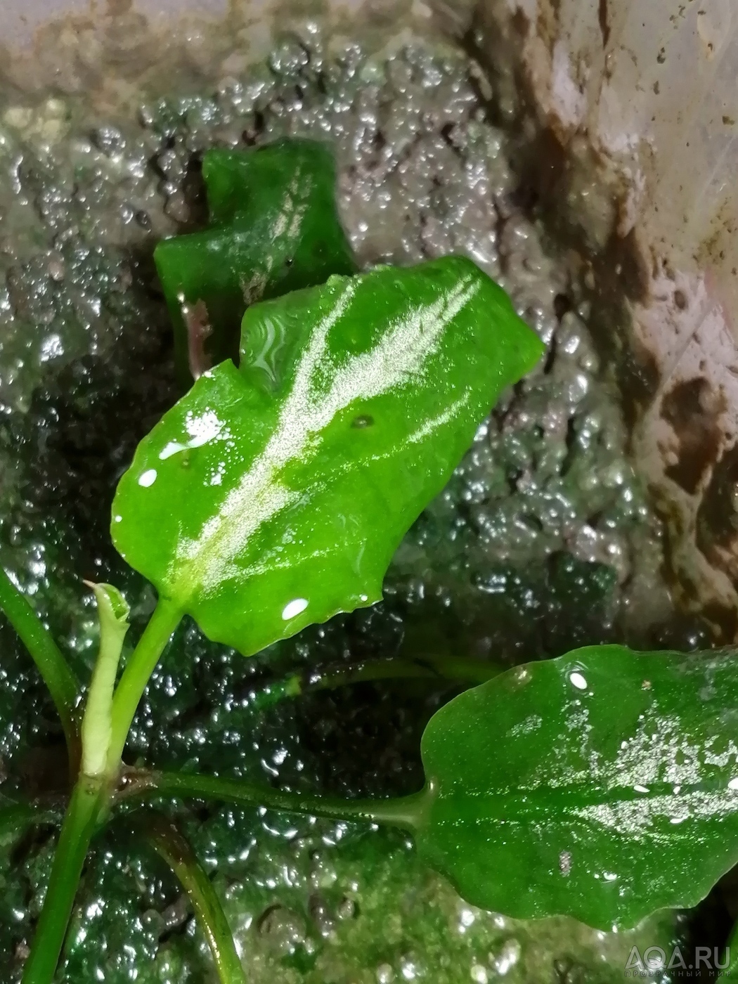 Cryptocoryne nurii