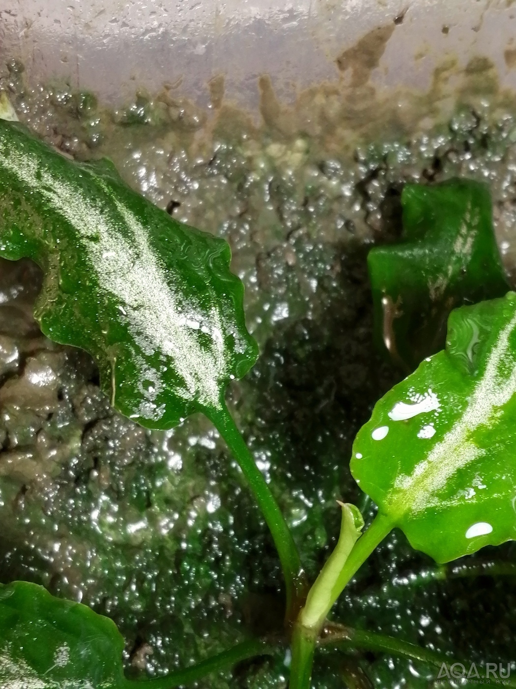 Cryptocoryne nurii