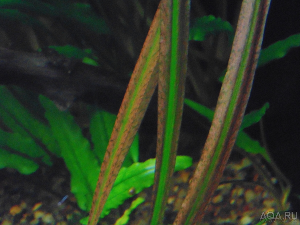 Cryptocoryne sp. 'Maharashtra Red'  и Cryptocoryne Spiralis “Tiger”.