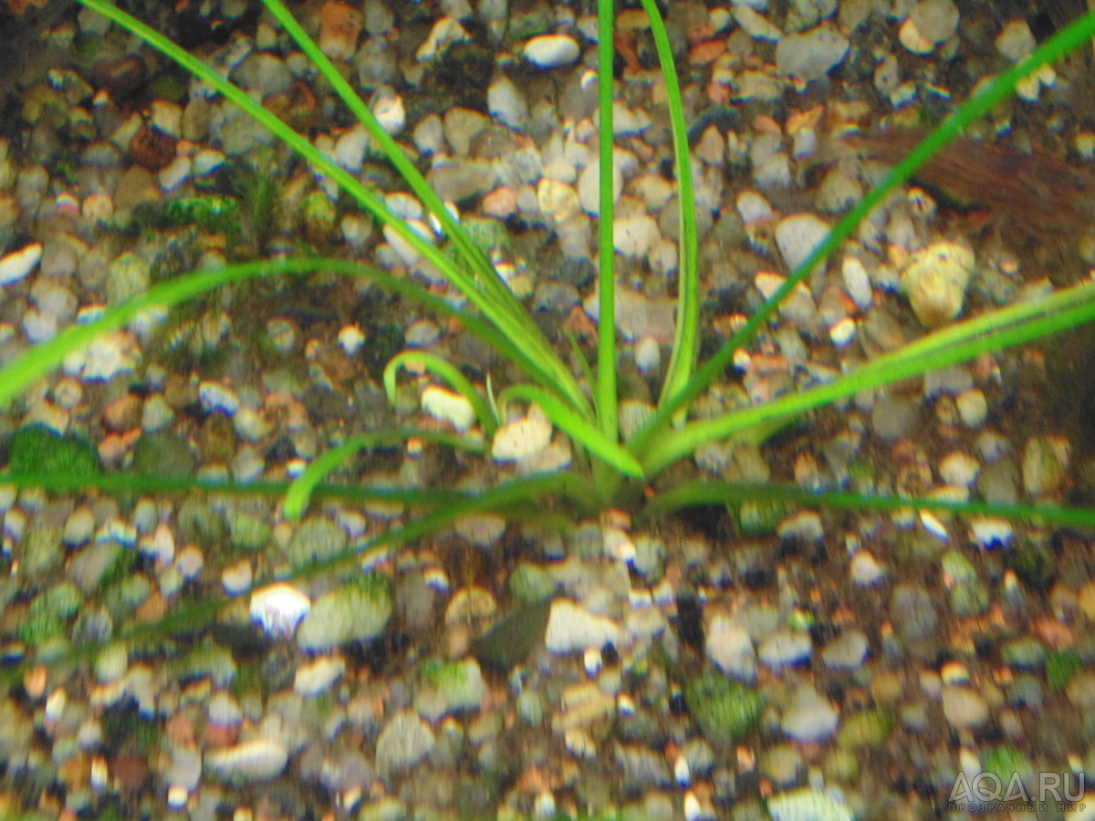 Cryptocoryne sp NILESHWAR-B.