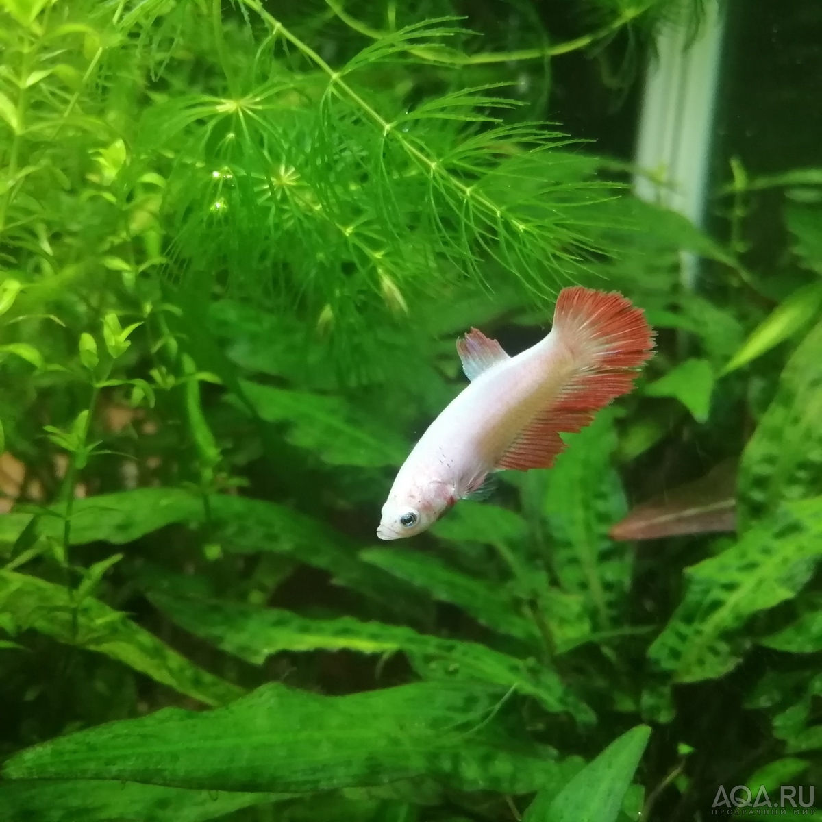 Фотографии наших Betta splendens