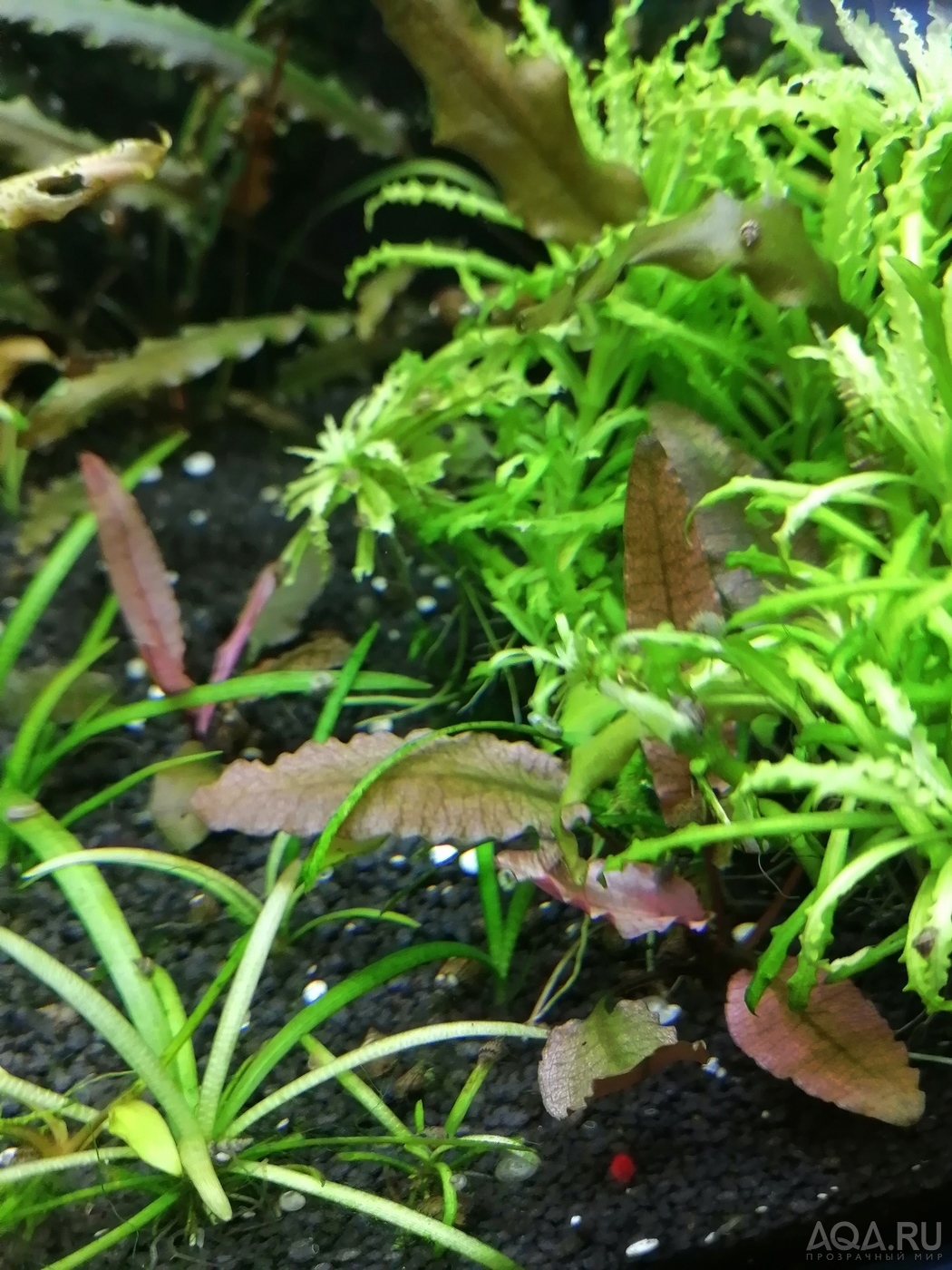 Cryptocoryne wendtii "Pink Panther” .