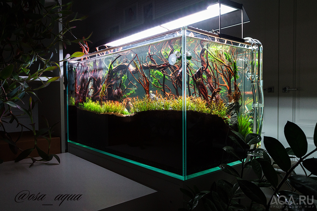 90x45x45 ADA style aquascape