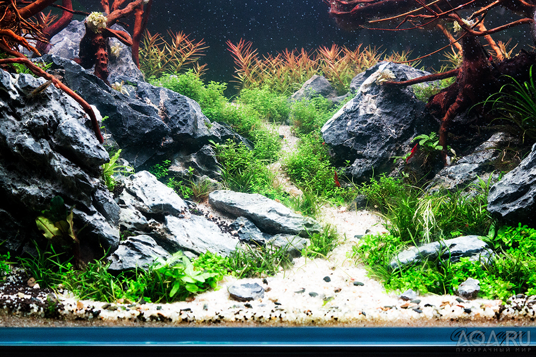 90x45x45 ADA style aquascape