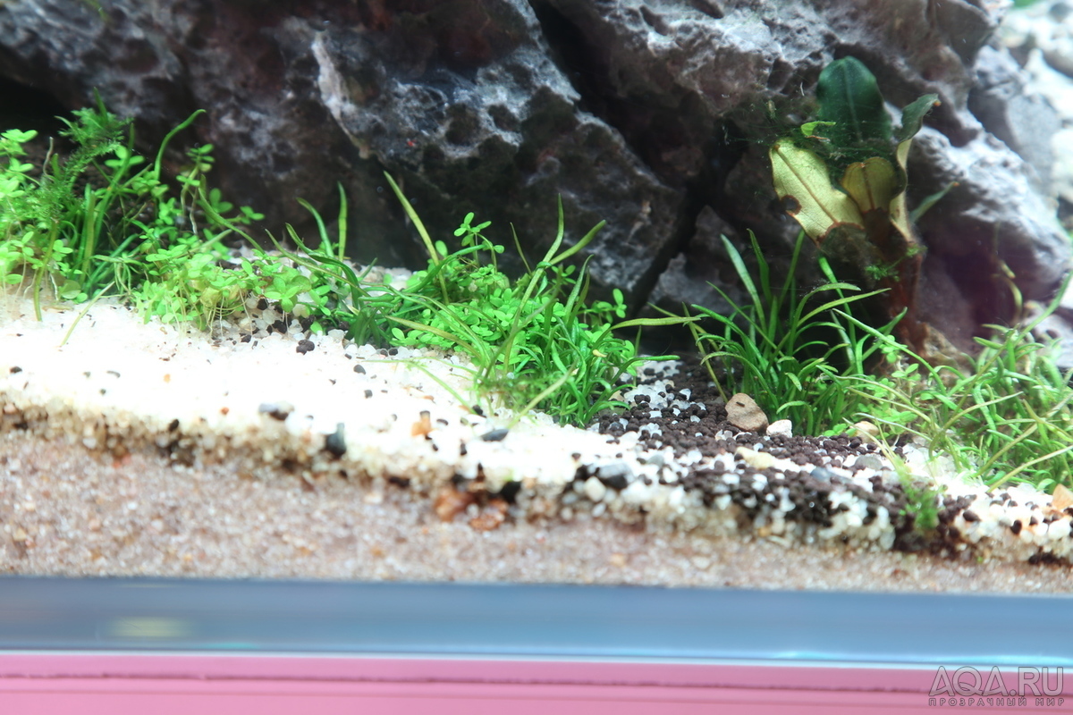 90x45x45 ADA style aquascape