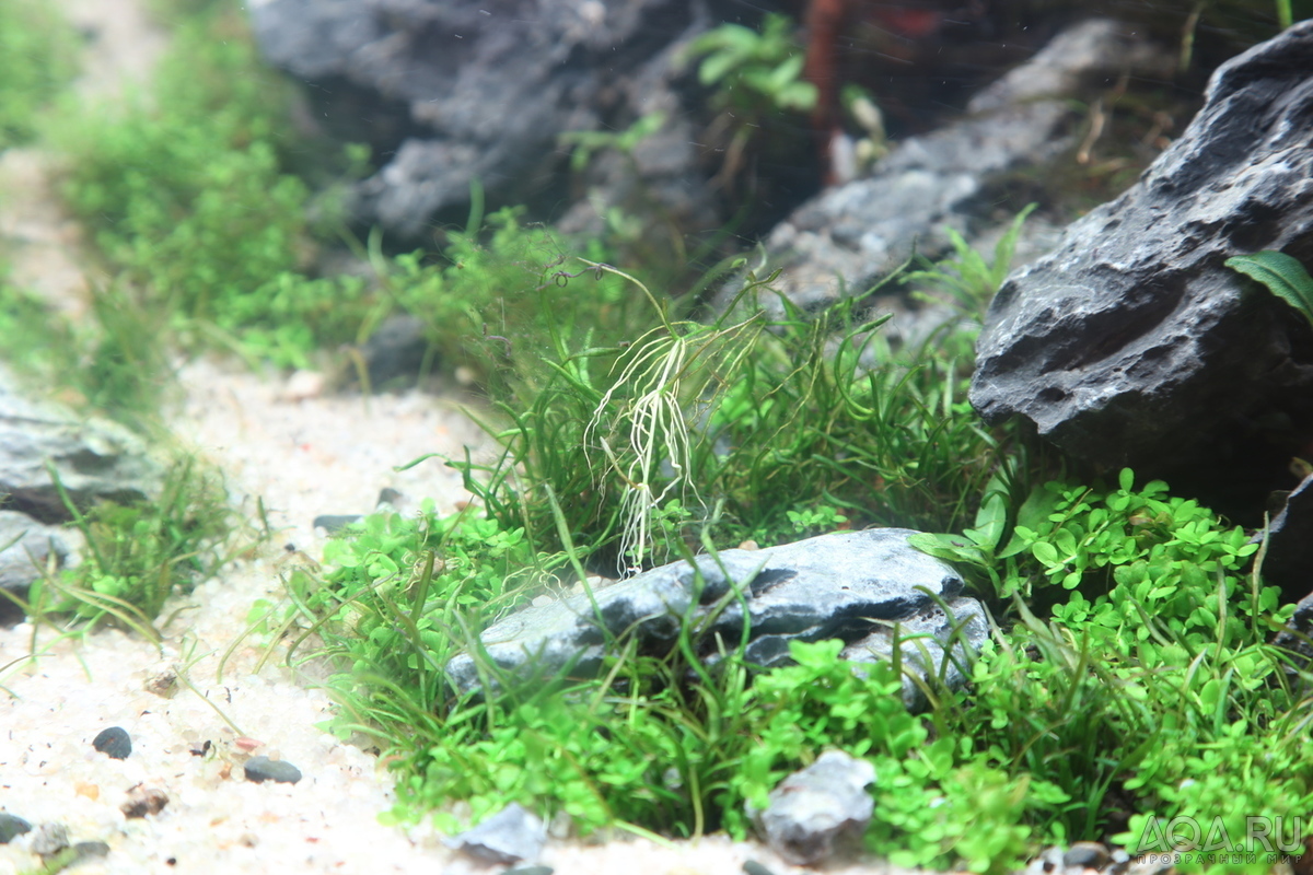 90x45x45 ADA style aquascape