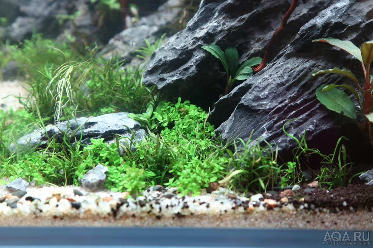 90x45x45 ADA style aquascape