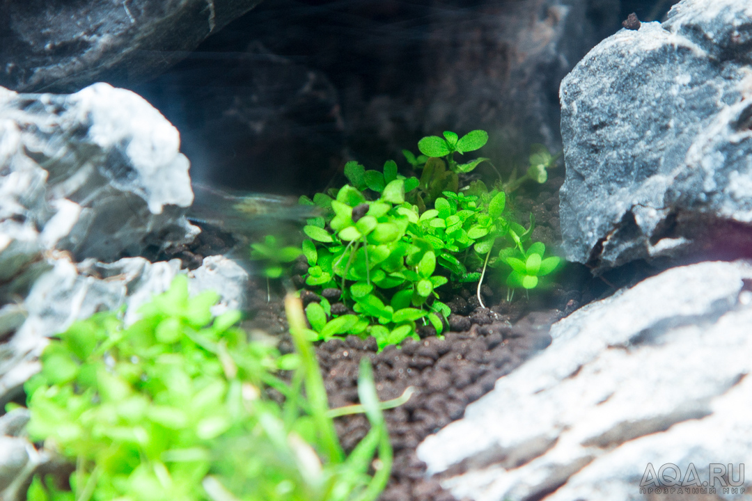 90x45x45 ADA style aquascape