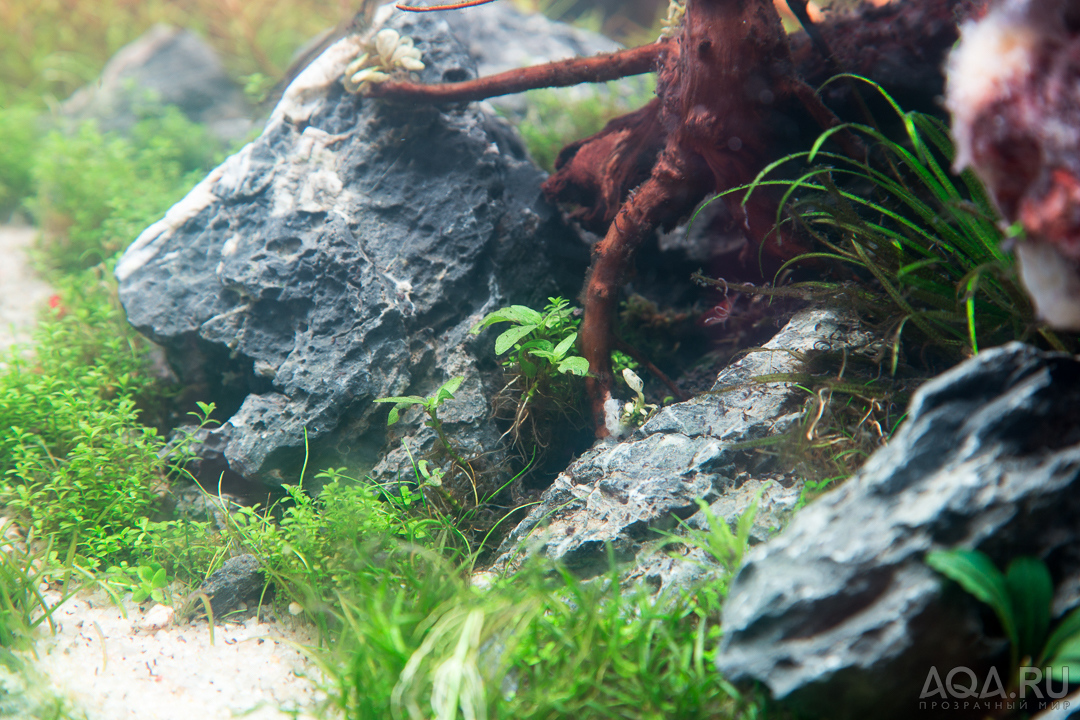 90x45x45 ADA style aquascape