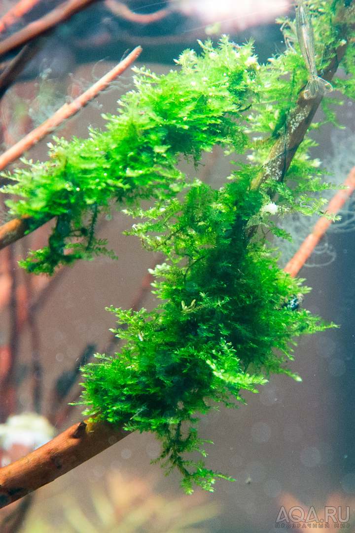 90x45x45 ADA style aquascape