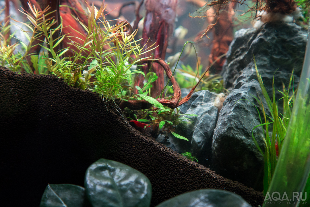 90x45x45 ADA style aquascape