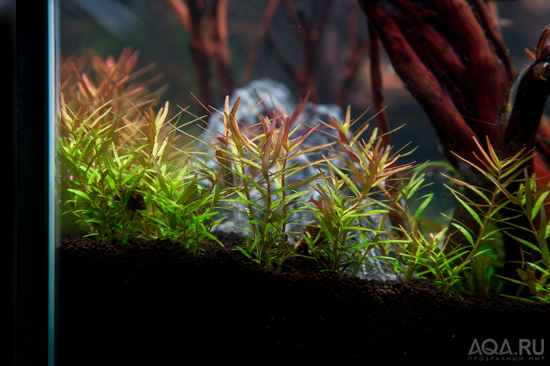 90x45x45 ADA style aquascape