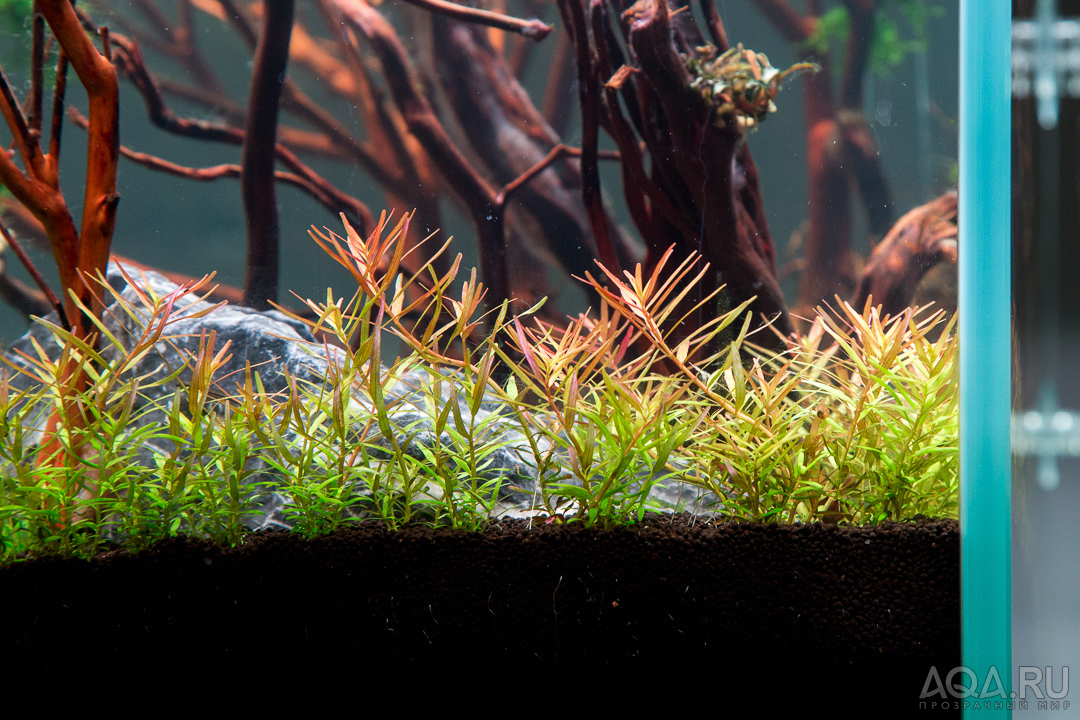 90x45x45 ADA style aquascape