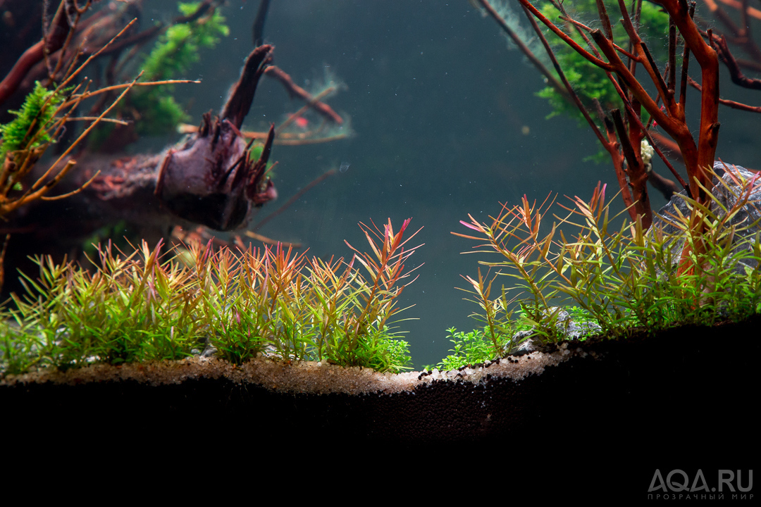 90x45x45 ADA style aquascape