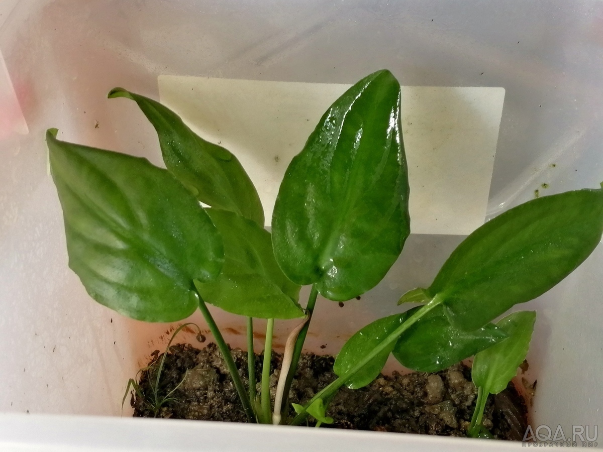 Cryptocoryne wongsoi