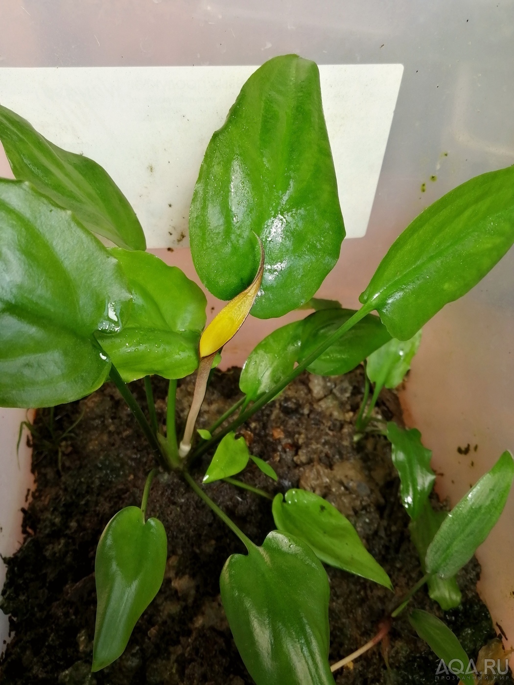 Cryptocoryne wongsoi