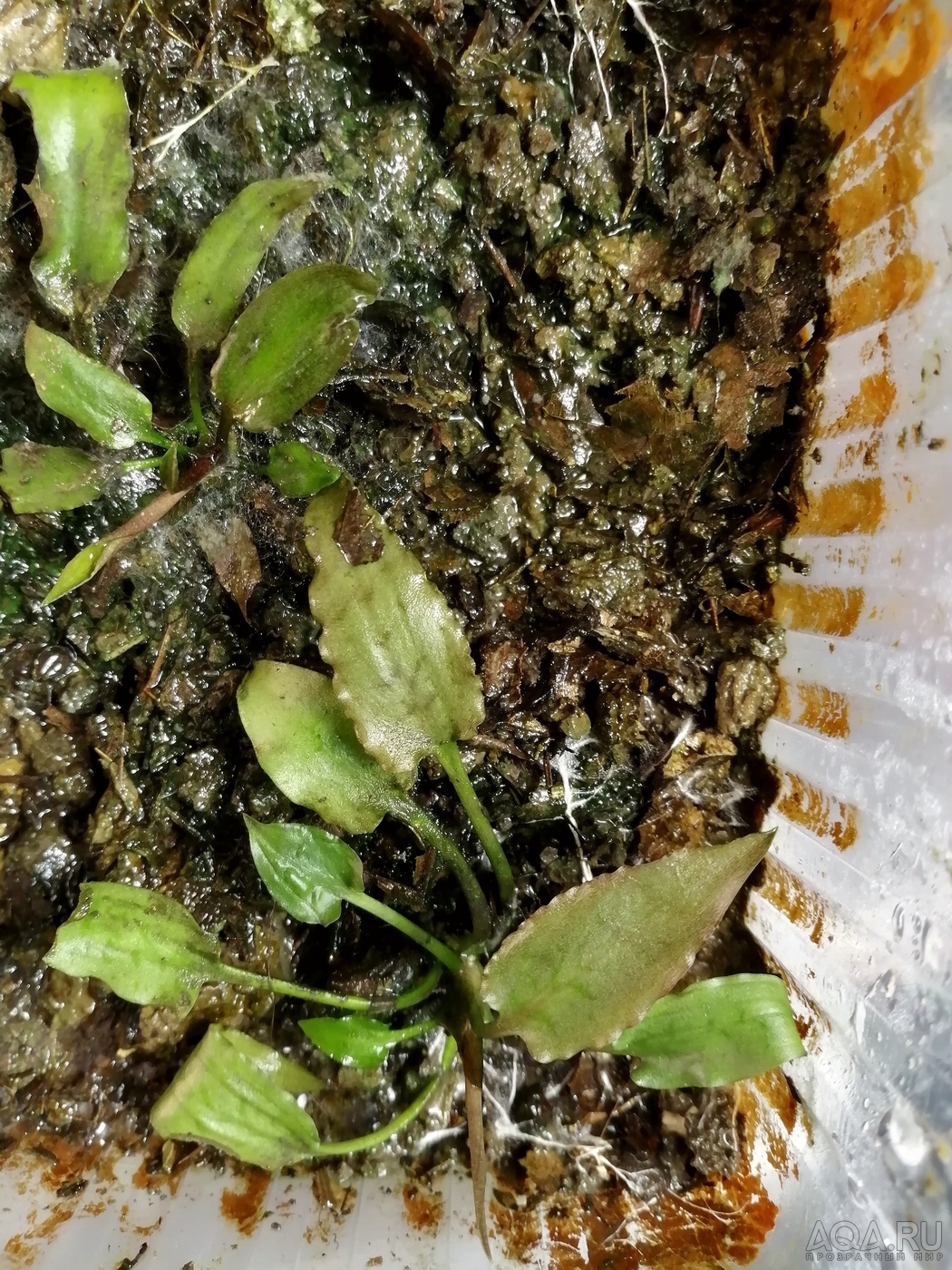 Cryptocoryne regina (sp. Silver Queen) - под водой