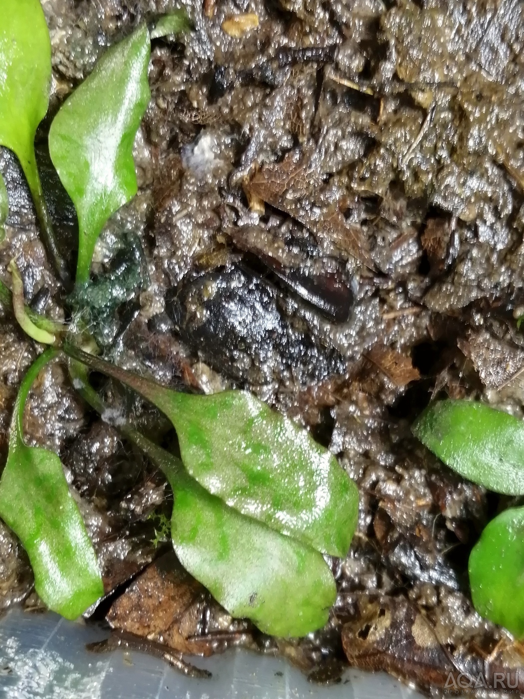 Cryptocoryne regina (sp. Silver Queen) - под водой