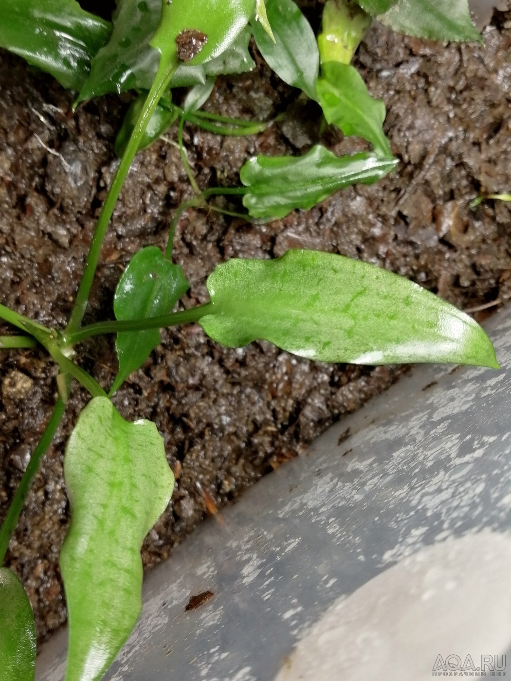 Cryptocoryne regina (sp. Silver Queen) - под водой