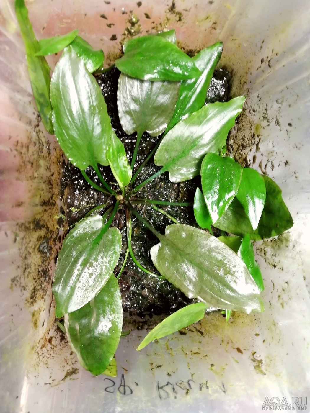 Cryptocoryne nurii