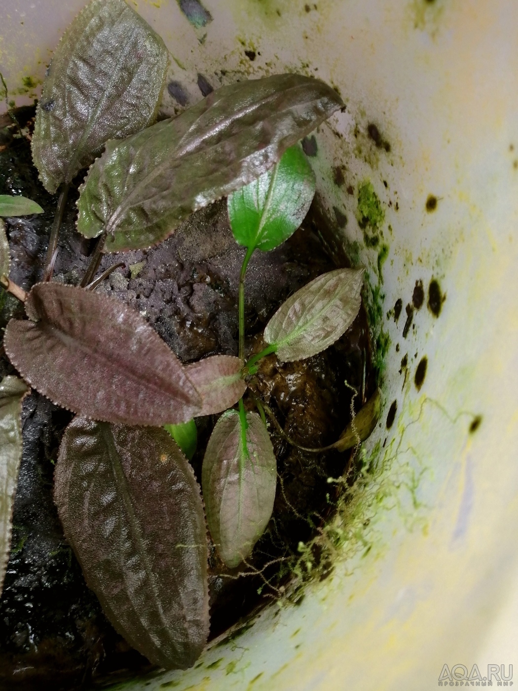 Cryptocoryne thwaitesii "1996"