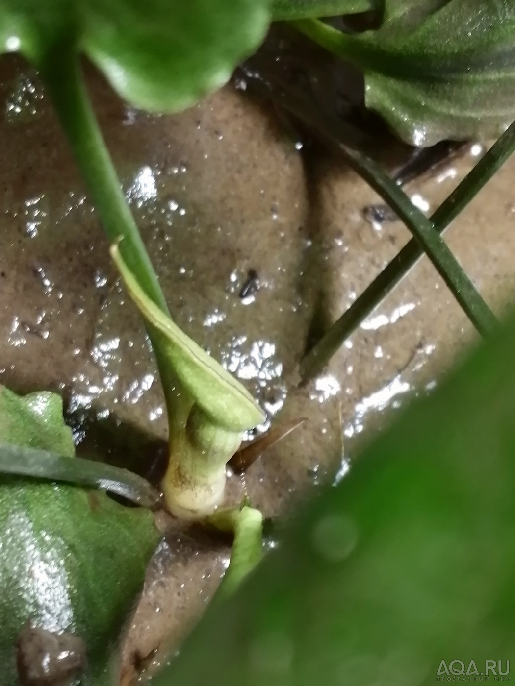 Cryptocoryne scurrilis (Криптокорина шутовидная).