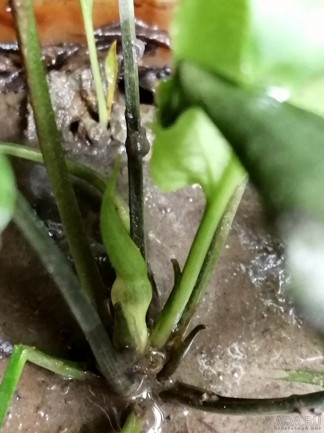 Cryptocoryne scurrilis (Криптокорина шутовидная).