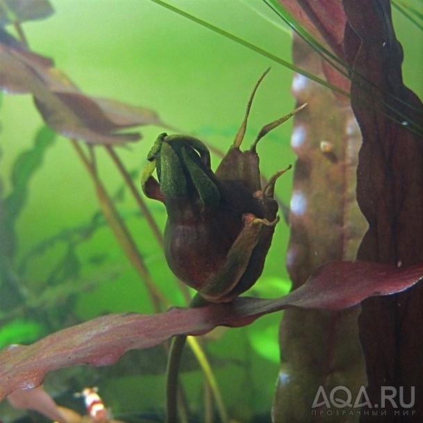 Барклая Перувиана (Barclaya sp. peruviana).