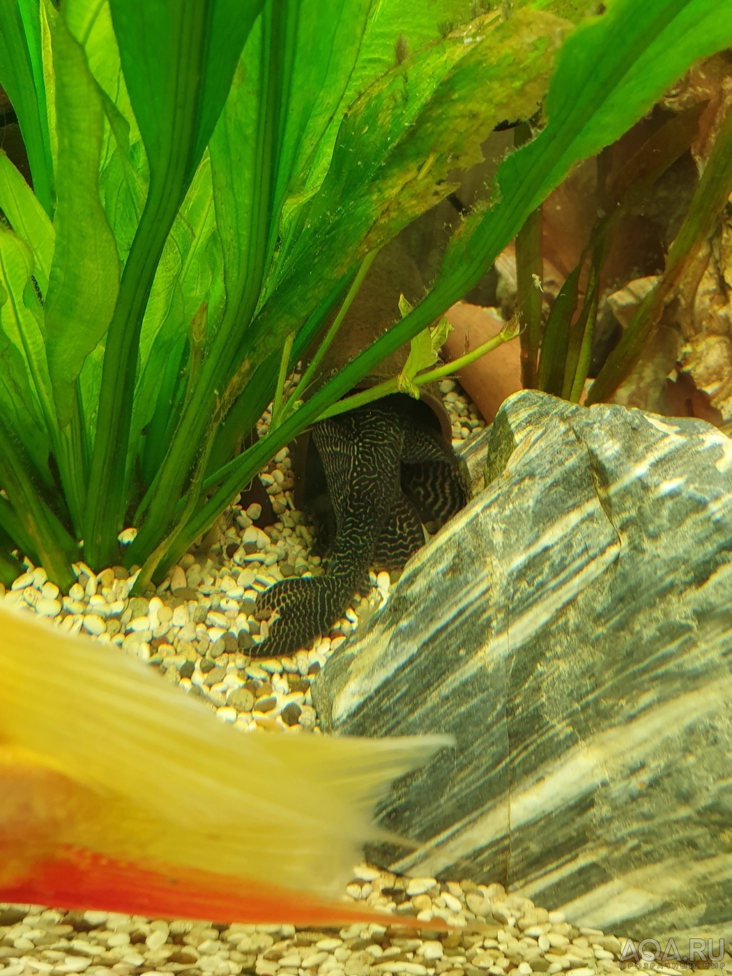 L-066 Hypancistrus sp. (King Tiger Pleco)